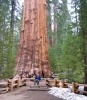 PICTURES/Sequoia National Park/t_General Sherman & George.JPG